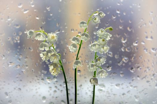 A bouquet of lilies of the valley on the background of a window with raindrops