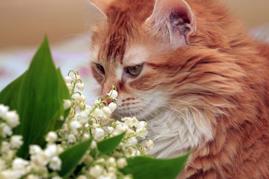 Portrait of a young red-haired cat with flowers