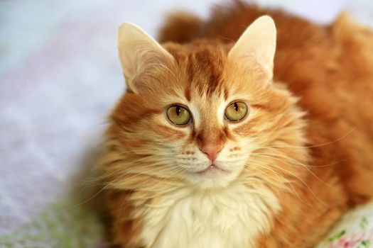 Portrait of a young red-haired cat 