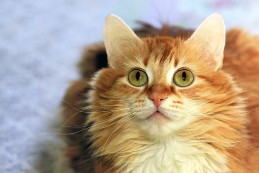 Portrait of a young red-haired cat with flowers