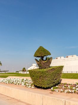 Shaped trimmed bush in the Doha, the capital of Qatar.