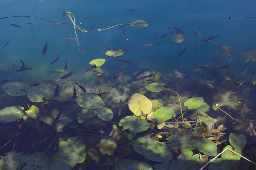 Insane point of view on the standard lake with fish. Toned with blue if you like it