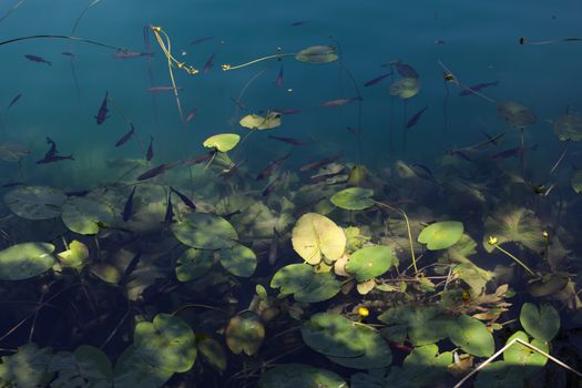 Insane point of view on the standard lake with fish. Toned with green if you like it