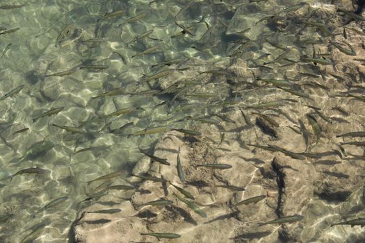 Insane point of view on the standard lake with fish. Desaturated a bit for you to like it