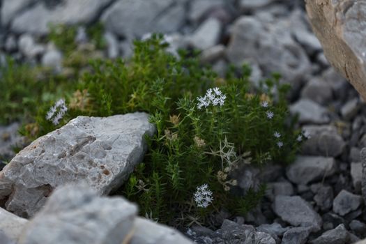 When found such a beautiful wild bush among the stones