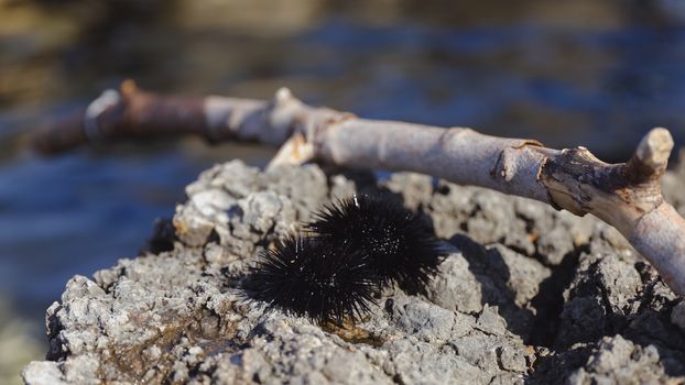 Black sea urchins and a wooden stick on the rocky bay of Adriatic sea in Croatia