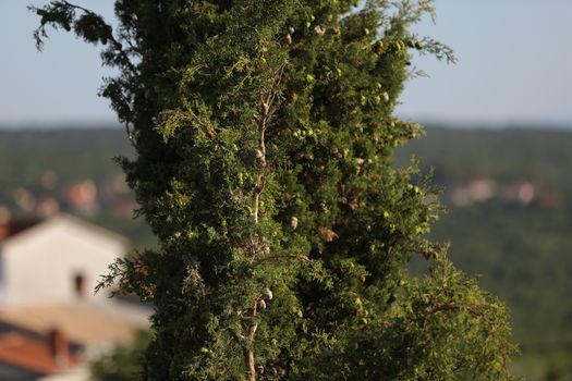 Green spruce high in the mountains in Croatia