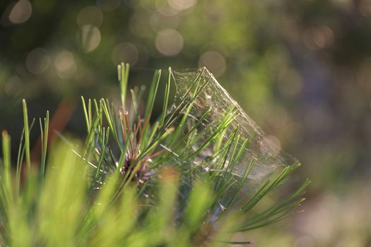 Macro cobweb in the green grass