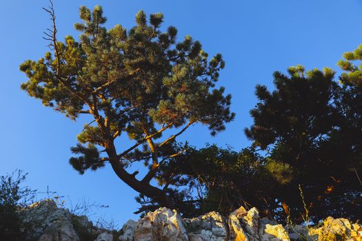 Scotch fir on the rocky wall in Croatia, summer view