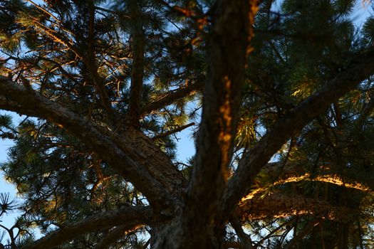 High contrast dark brown scotch fir