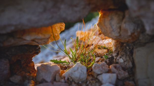 Bright and colorful small flowers bush in the hole of a rocky wall