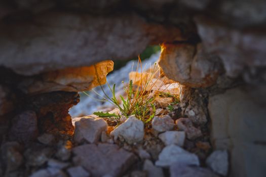 Bright and colorful small flowers bush in the hole of a rocky wall, high contrast version