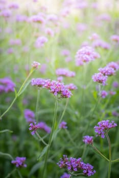 The background image of the colorful flowers, background nature