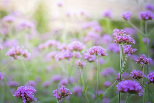 The background image of the colorful flowers, background nature