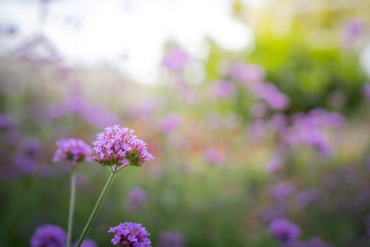 The background image of the colorful flowers, background nature