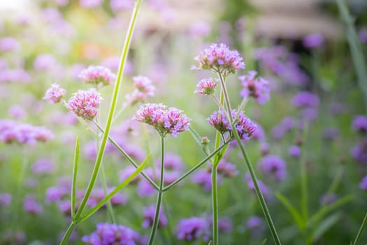 The background image of the colorful flowers, background nature