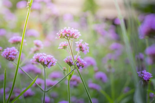 The background image of the colorful flowers, background nature