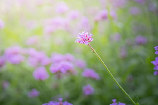 The background image of the colorful flowers, background nature