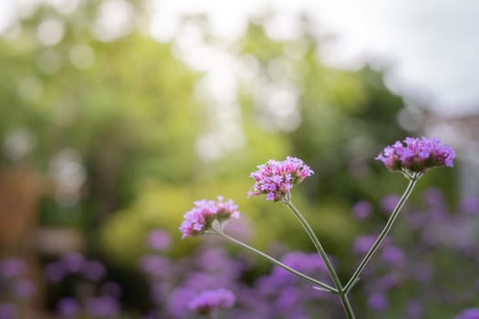 The background image of the colorful flowers, background nature