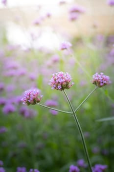 The background image of the colorful flowers, background nature