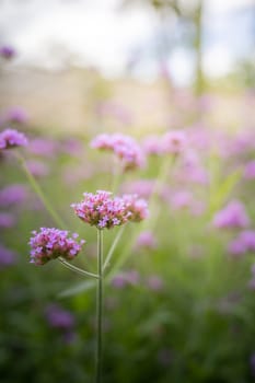 The background image of the colorful flowers, background nature