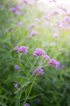 The background image of the colorful flowers, background nature