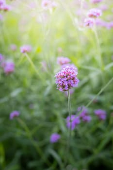 The background image of the colorful flowers, background nature