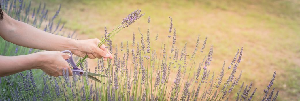 Panorama view close-up hand of Asian lady is cutting lavender at local farm in Gainesville, Texas, America. Hand harvesting blooming flower