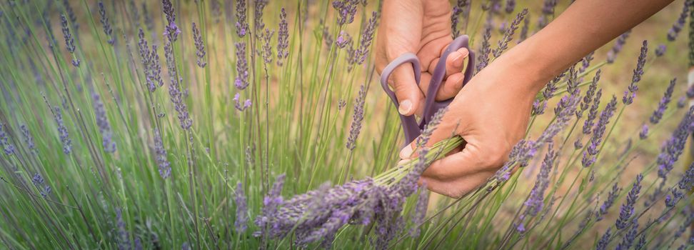 Panorama view close-up hand of Asian lady is cutting lavender at local farm in Gainesville, Texas, America. Hand harvesting blooming flower