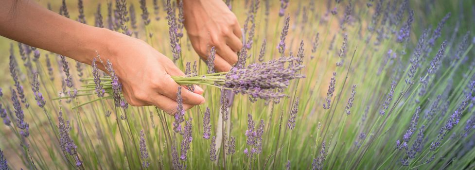 Panorama view close-up hand of Asian lady is cutting lavender at local farm in Gainesville, Texas, America. Hand harvesting blooming flower