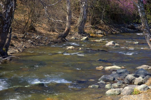 The rapid river Uozhan flows through the rocky shores. Altai Mountains, Siberia, Russia.