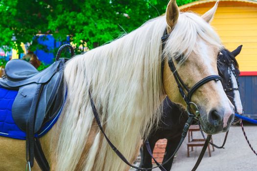 Horses saddled for leisurely riding in the Park