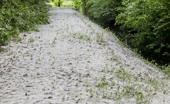 forest full of fluff and seeds of the poplar with the risk of hay fever