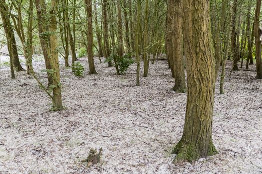 forest full of fluff and seeds of the poplar with the risk of hay fever