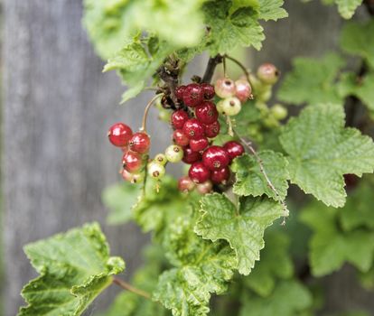 red currant berries in nature in a garden