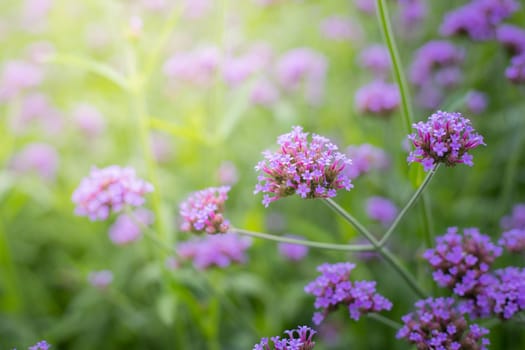 The background image of the colorful flowers, background nature