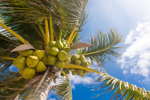 Fresh coconut on the tree, coconut cluster on coconut palm tree on blue sky.