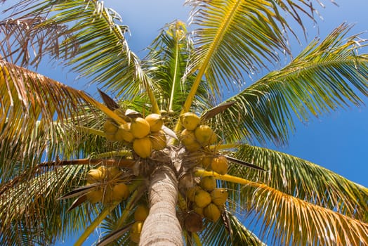 Fresh coconut on the tree, coconut cluster on coconut palm tree on blue sky.