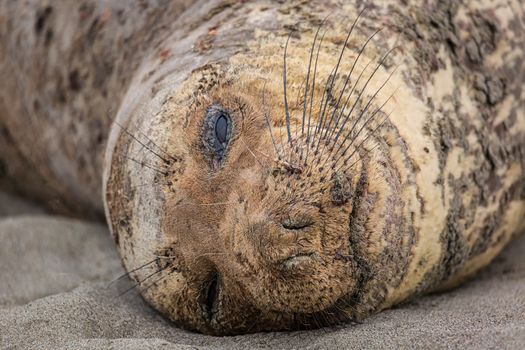 A northern elephant seal rests on a beach near Trinidad, California. Coloe Image.