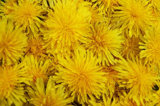 Much yellow flowers of the dandelion bright and colorful background