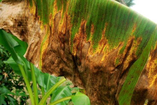 Kluai Hom Thong is a dead disease. Bananas are a yellow leaf disease.;