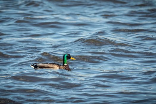 ducks swimming along the river in the wild