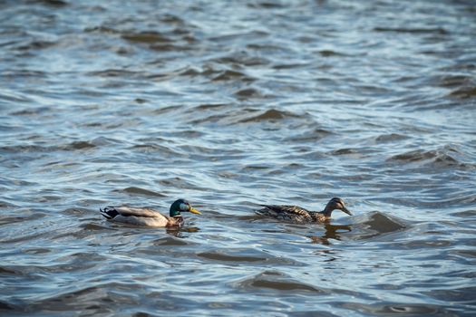 ducks swimming along the river in the wild