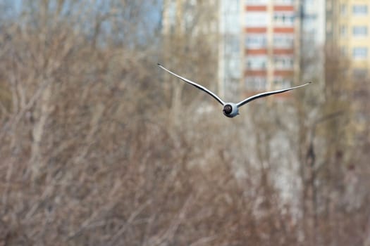 A black and white gull is flying over the cityscape.