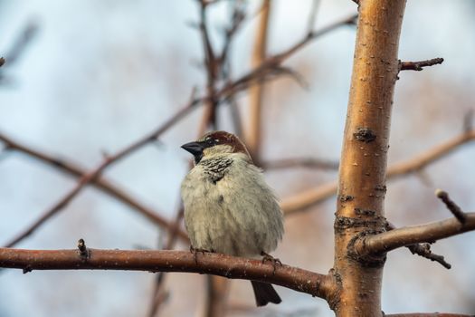 Sparrow bird sitting on tree branch. Bird wildlife scene.