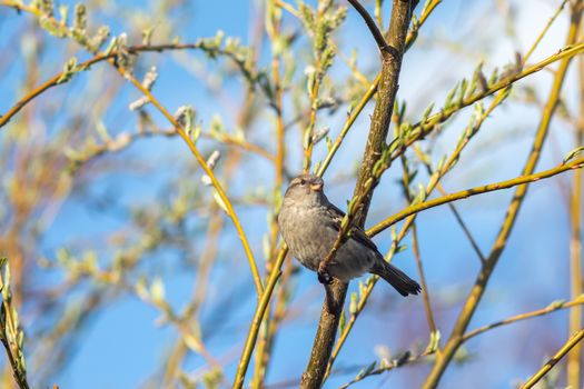 Sparrow bird sitting on tree branch. Bird wildlife scene.