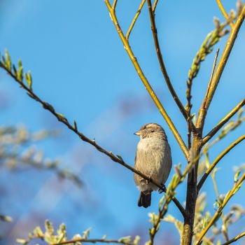 Sparrow bird sitting on tree branch. Bird wildlife scene.