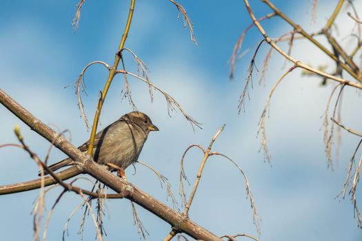 Sparrow bird sitting on tree branch. Bird wildlife scene.