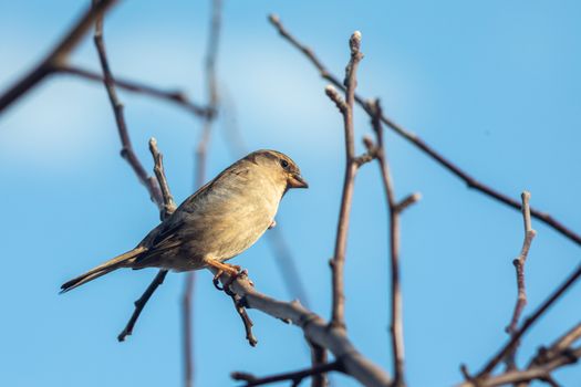 Sparrow bird sitting on tree branch. Bird wildlife scene.