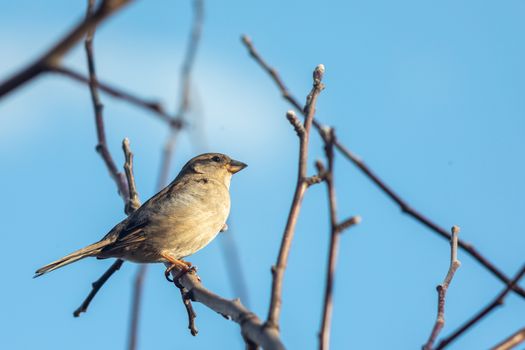 Sparrow bird sitting on tree branch. Bird wildlife scene.